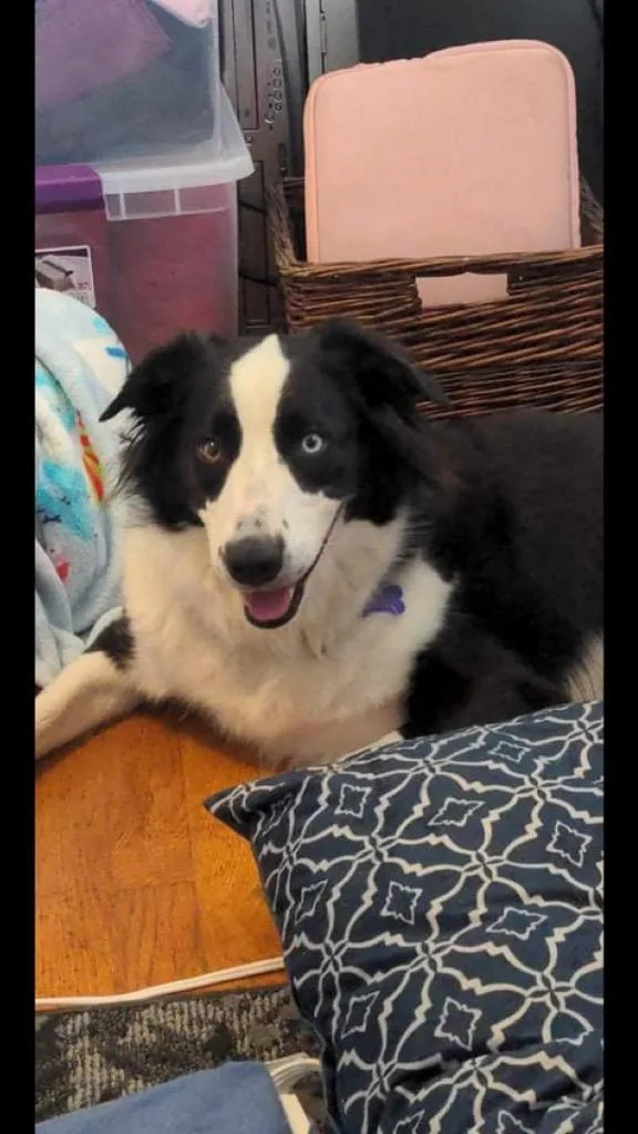 Cookie Raya thumbnail 3