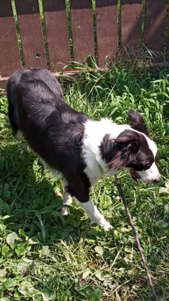 Cookie Raya thumbnail 4