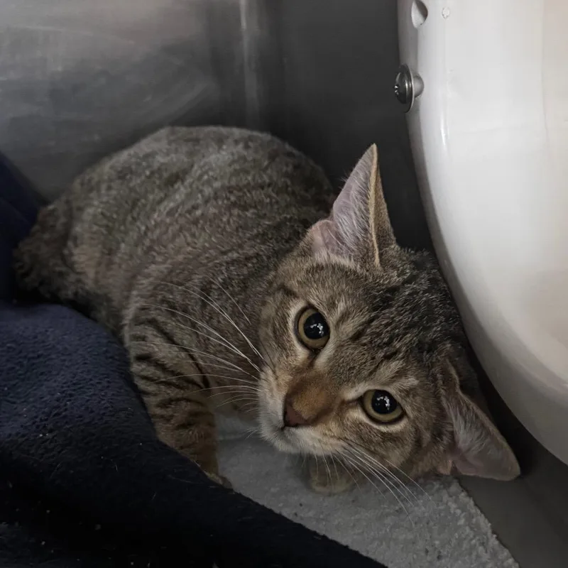 A baby small-sized male Brown / Chocolate Domestic Short Hair cat named Capris for adoption in Middleburg, FL