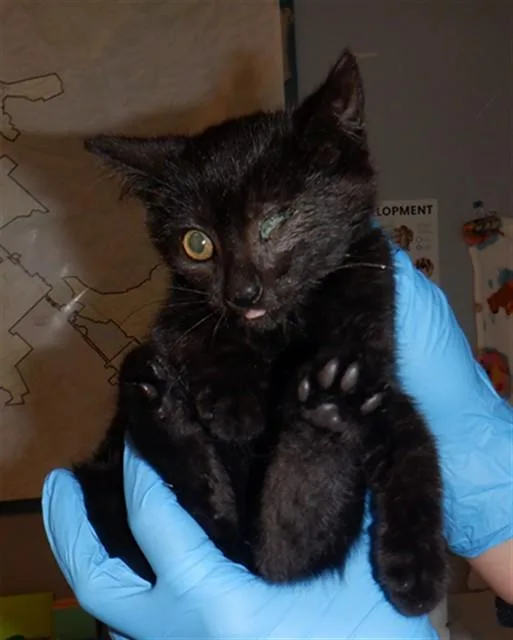 A baby small-sized male Domestic Short Hair cat named Otis for adoption in San Jose, CA