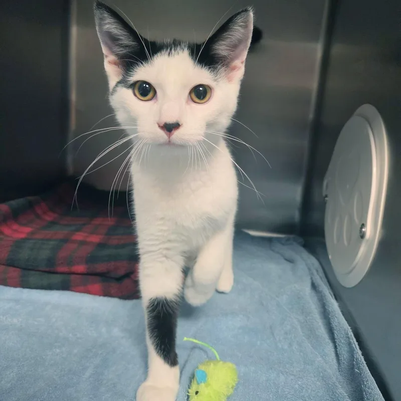 A baby medium-sized male Domestic Short Hair cat named Ho Ho for adoption in Plover, WI