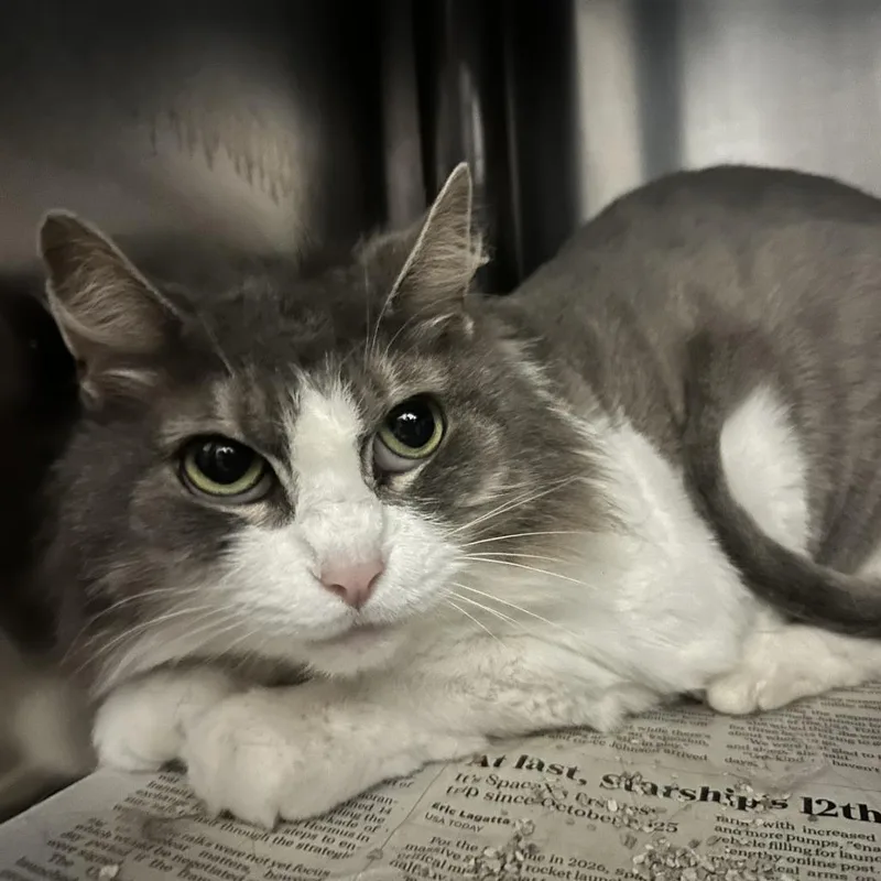 A senior medium-sized female Gray / Blue / Silver Domestic Short Hair cat named Fonzie for adoption in Lynchburg, VA