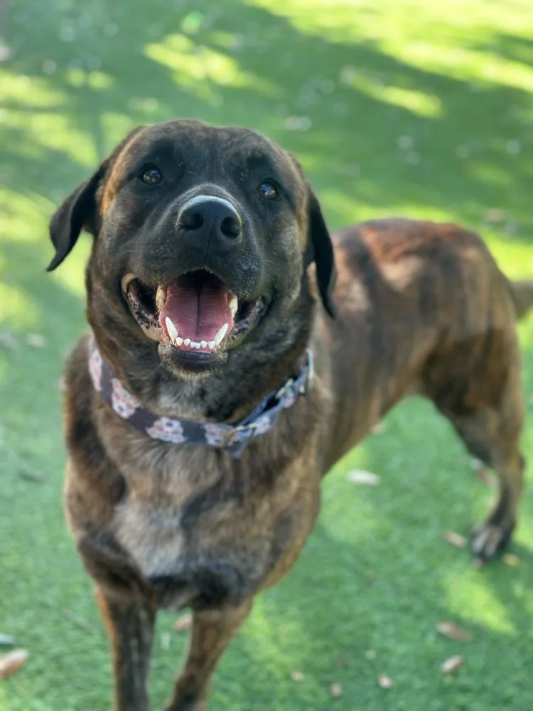 Miss. Mank thumbnail 2