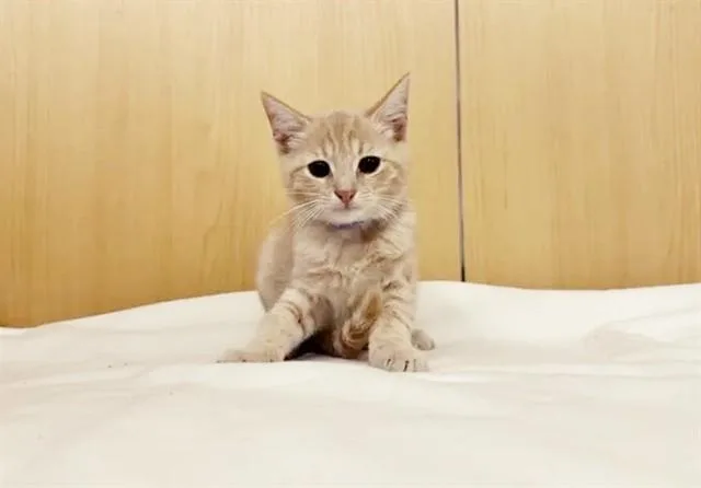 A baby small-sized male Domestic Short Hair cat named Catire for adoption in Saint Louis, MO