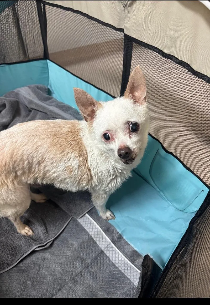 A senior small-sized male Wire Fox Terrier dog named Chet Aka Miracle for adoption in Rio Linda, CA