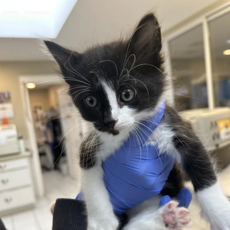 A baby small-sized male Black Domestic Medium Hair cat named Mars for adoption in Ojai, CA