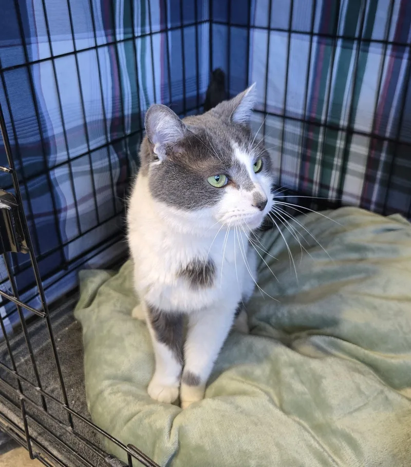 An adult medium-sized male Gray & White Domestic Short Hair cat named Syler for adoption in Mokena, IL