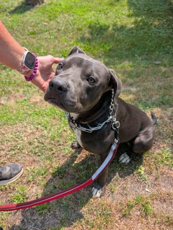A young large-sized male Gray / Blue / Silver Pit Bull Terrier dog named Malcolm for adoption in Minneapolis, MN