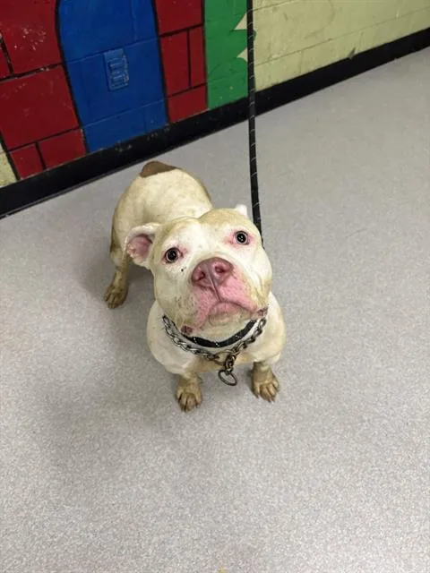 An adult large-sized female Pit Bull Terrier dog named Olivia for adoption in Indianapolis, IN