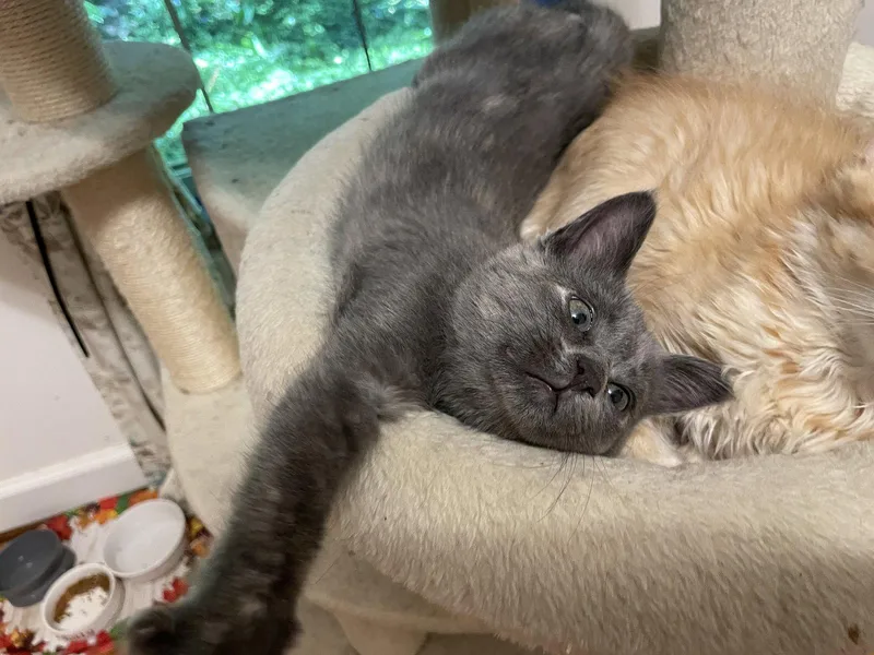 A baby medium-sized female Domestic Short Hair cat named Cloche for adoption in Walled Lake, MI