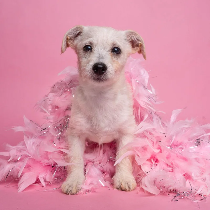 Awnw: Gadget thumbnail 2