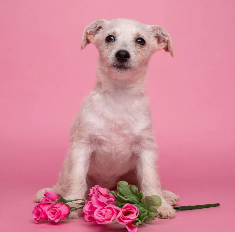 Awnw: Gadget thumbnail 3