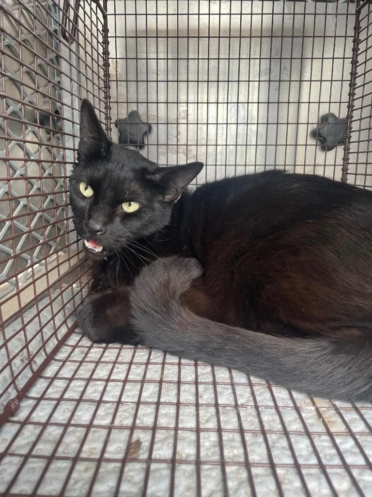 A young large-sized male Domestic Short Hair cat named Mac for adoption in New Braunfels, TX
