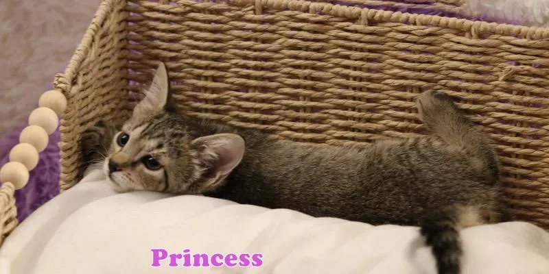 Princess thumbnail 2