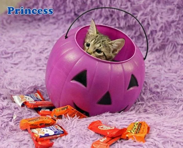 Princess thumbnail 3