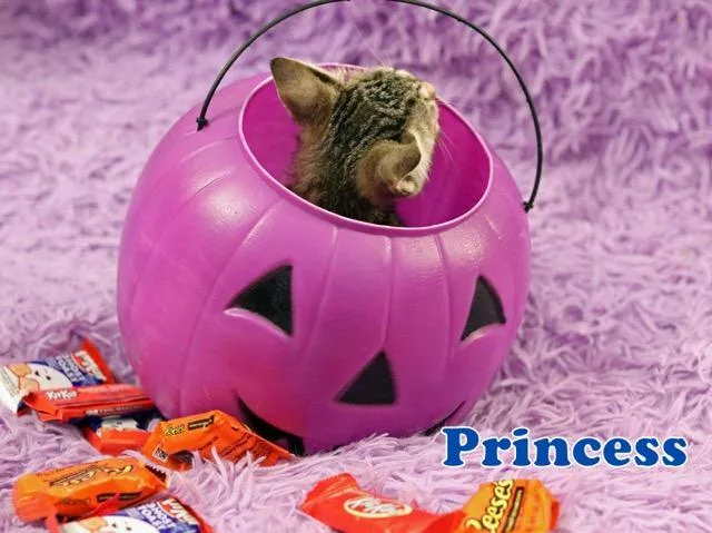 Princess thumbnail 5