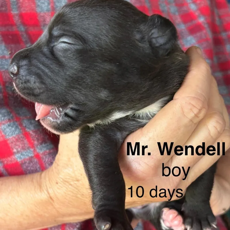 A baby small-sized male Black Mixed Breed dog named Mr.Wendell for adoption in Volcano, HI