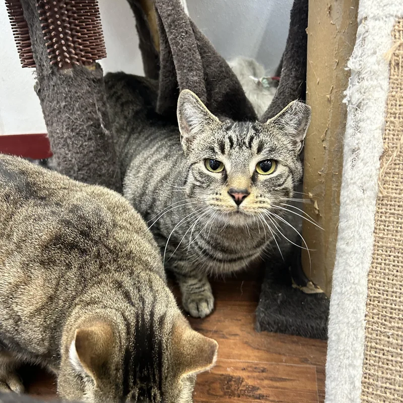 Little Gray thumbnail 3