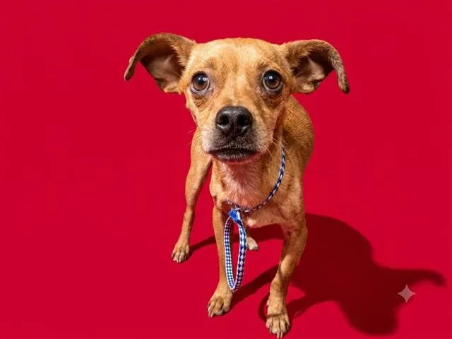 A young small-sized male Mixed Breed dog named Squash for adoption in Jacksonville, FL