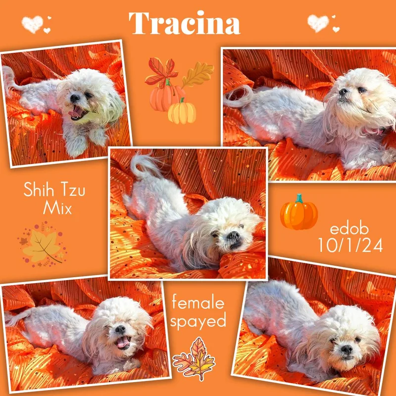 Tracina ORT thumbnail 2