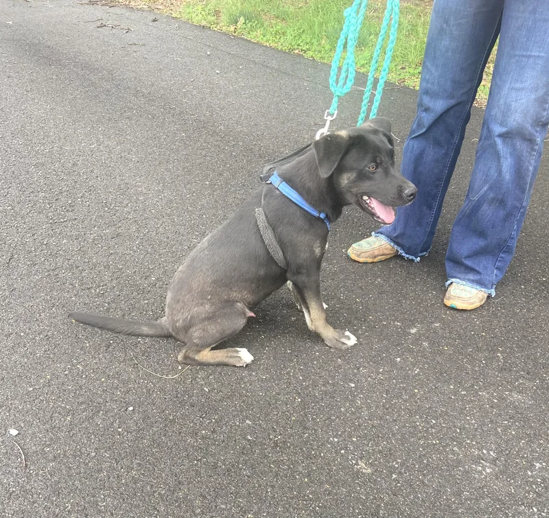 Roscoe Dolittle thumbnail 2