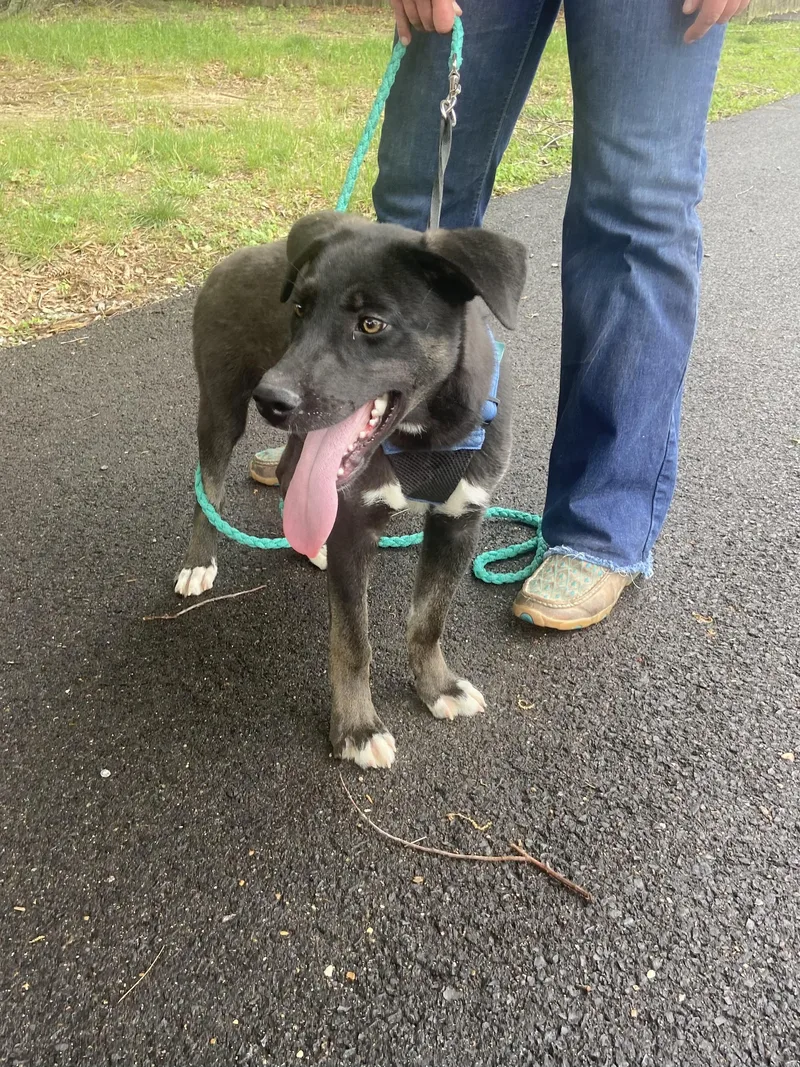 Roscoe Dolittle thumbnail 3