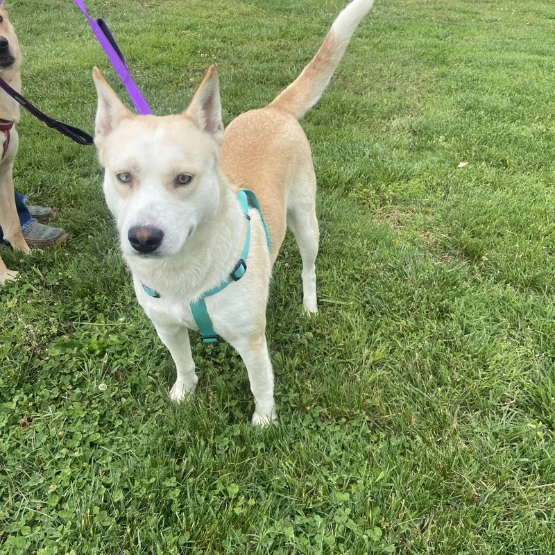 Roscoe Dolittle thumbnail 4