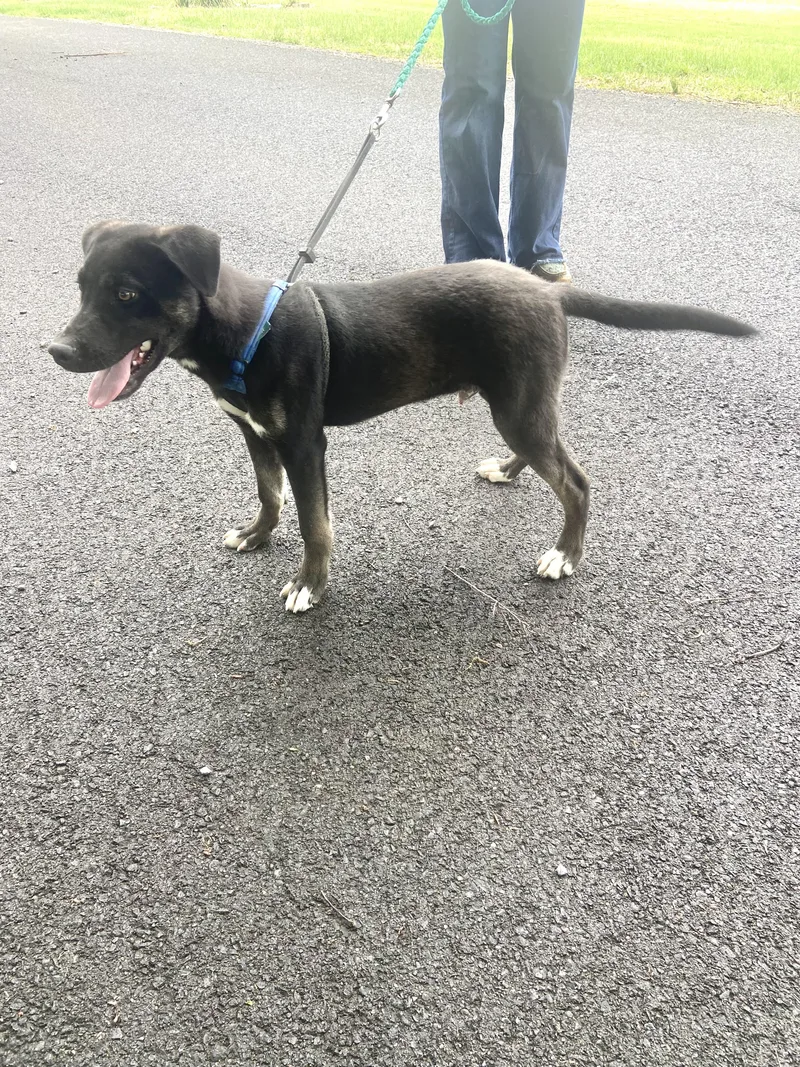 Roscoe Dolittle thumbnail 5