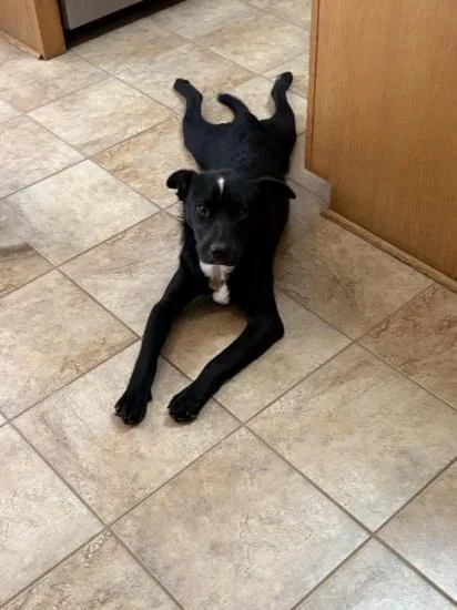 Apollo