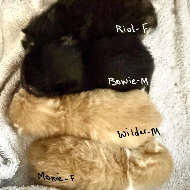 A baby small-sized male Black Domestic Short Hair cat named Bowie Lichens for adoption in Woodstock, VA