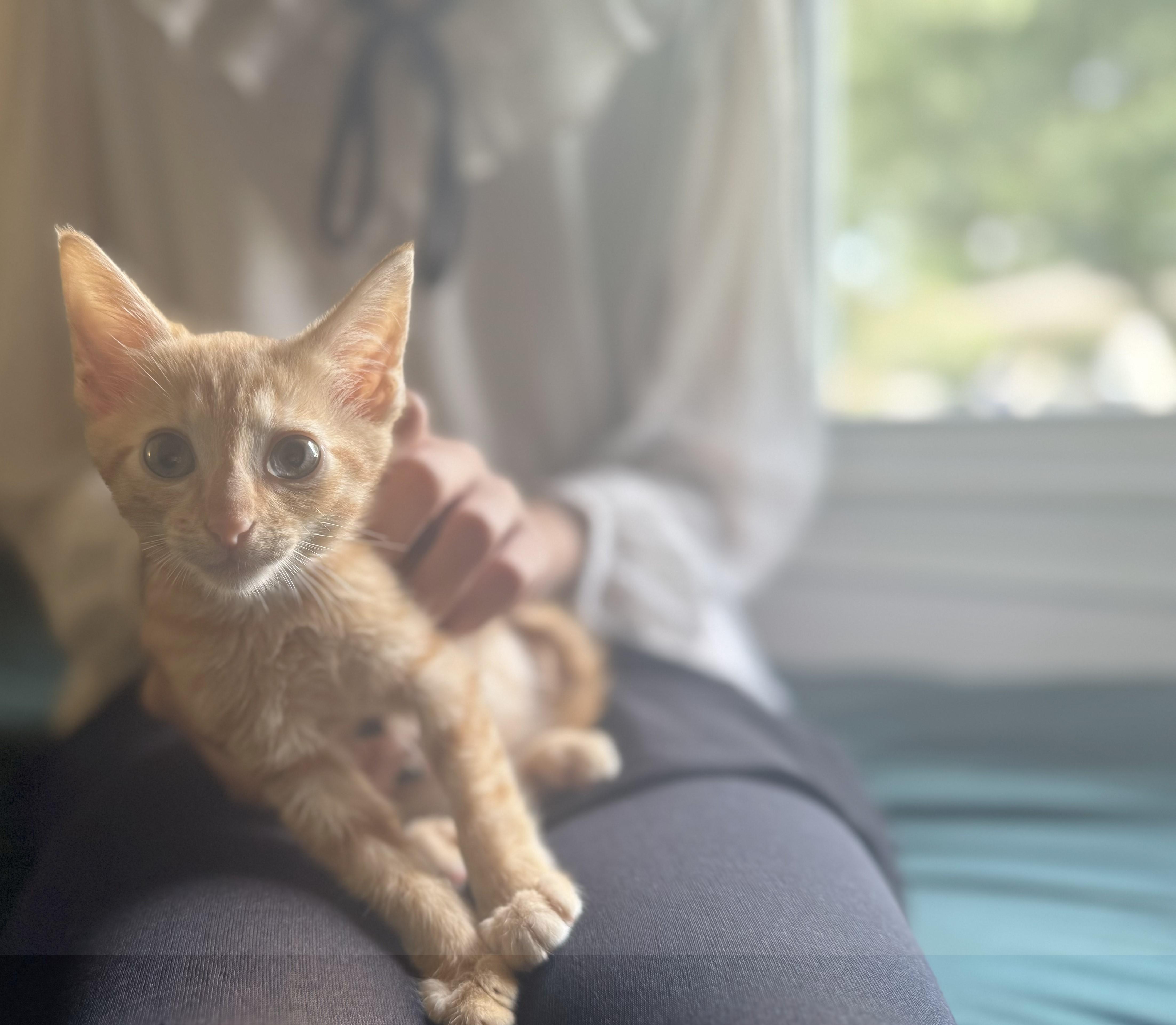 Lucky Transport thumbnail 2