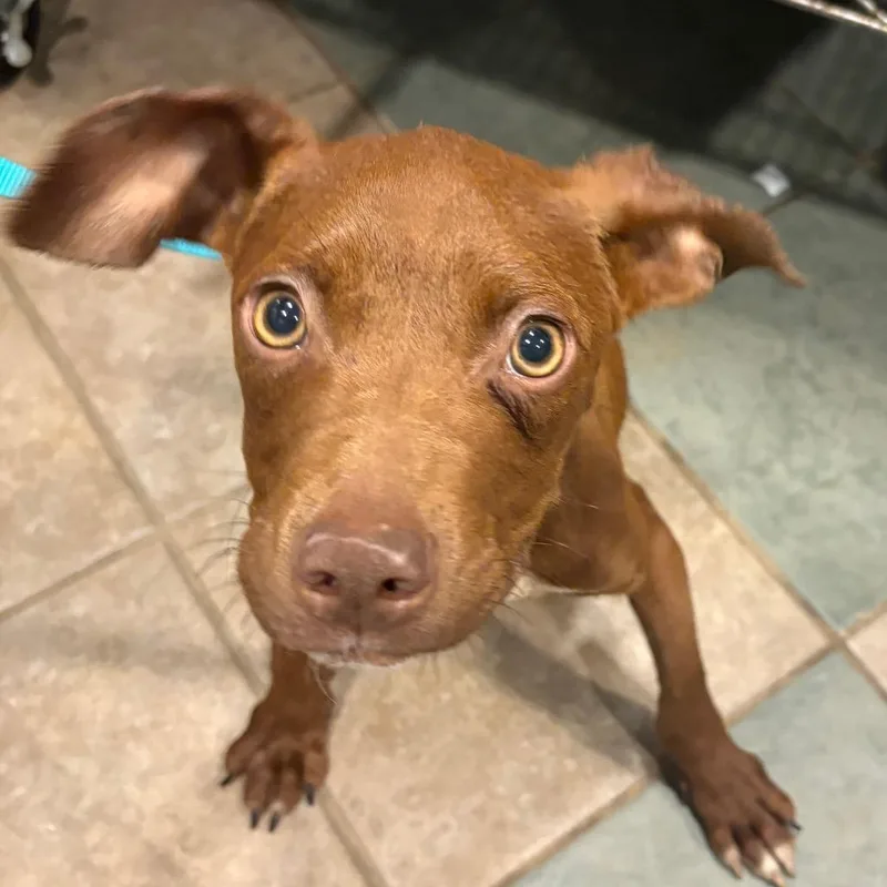 A young small-sized male Brown / Chocolate Mixed Breed dog named Garbanzo for adoption in Chattanooga, TN