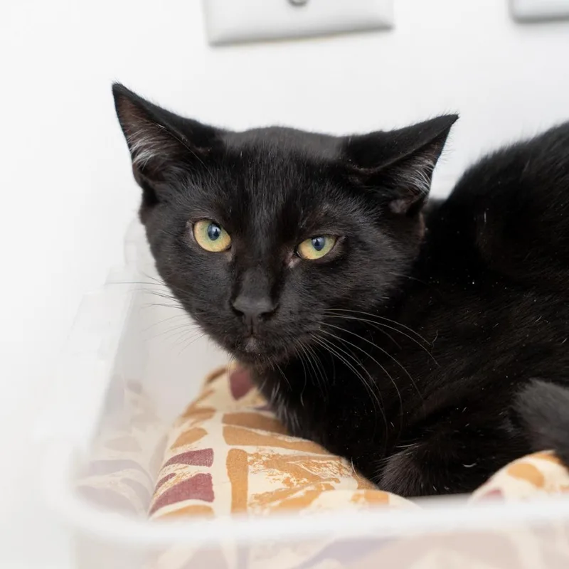 A baby small-sized male Black Domestic Short Hair cat named Rockstar for adoption in New York, NY