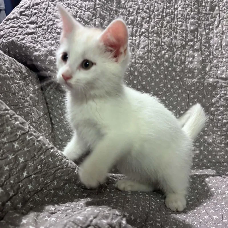 A baby small-sized male White Domestic Short Hair cat named Sully C for adoption in Princeton, MN
