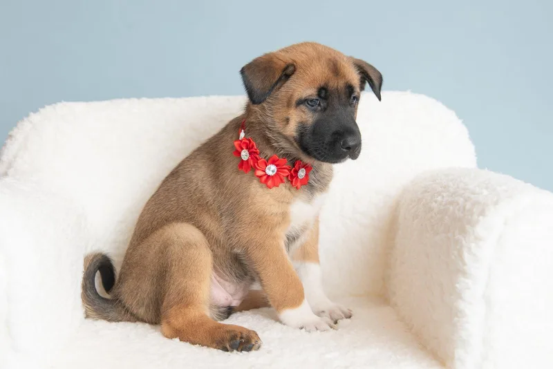 A baby large-sized female German Shepherd Dog dog named Vacay: Taxi for adoption in Palo Alto, CA