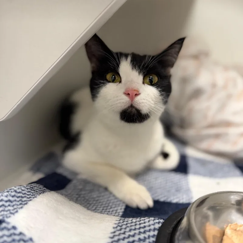 A young medium-sized female White Domestic Short Hair cat named Navi for adoption in Port Richey, FL