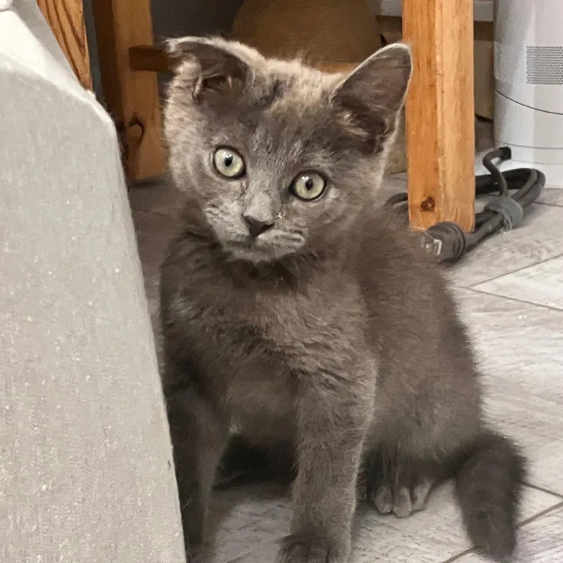 A baby medium-sized male Gray / Blue / Silver Domestic Short Hair cat named Tate for adoption in Moriches, NY
