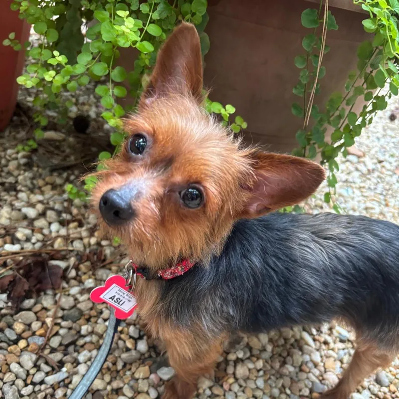 A senior small-sized female Brown / Chocolate Yorkshire Terrier dog named Asli for adoption in Wake Forest, NC