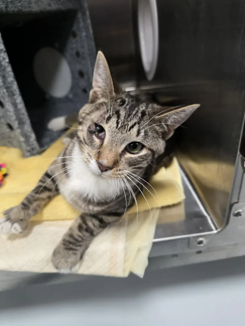 A young medium-sized male Tabby (Buff / Tan / Fawn) Domestic Short Hair cat named Tater Tot for adoption in Umatilla, FL