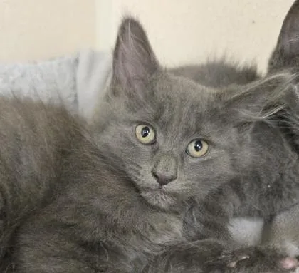A baby small-sized female Domestic Medium Hair cat named Astra I am for adoption in East Brookfield, MA