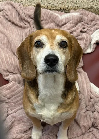 An adult medium-sized male Beagle dog named Humbert for adoption in Aiken, SC
