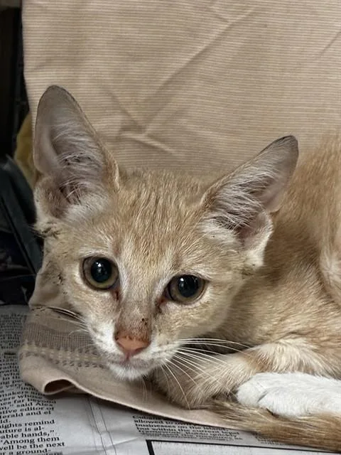 A baby small-sized male Domestic Short Hair cat named Nelson for adoption in Fort Lauderdale, FL