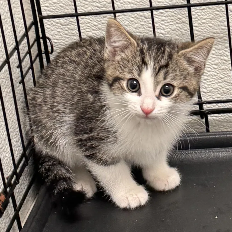 A baby medium-sized male White Domestic Short Hair cat named Isaac for adoption in Wilmington, OH