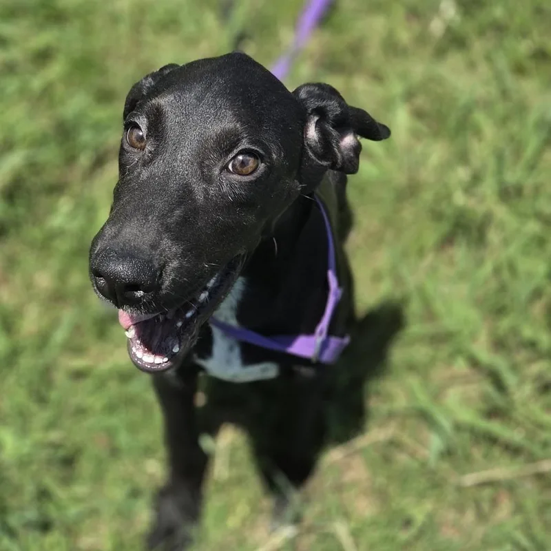 A baby small-sized male Black Mixed Breed dog named Batty for adoption in Durant, OK