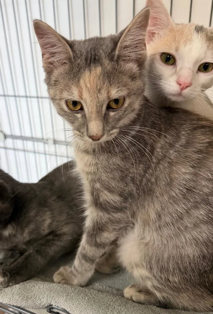 A baby medium-sized female Domestic Short Hair cat named KB Toys for adoption in Cincinnati, OH