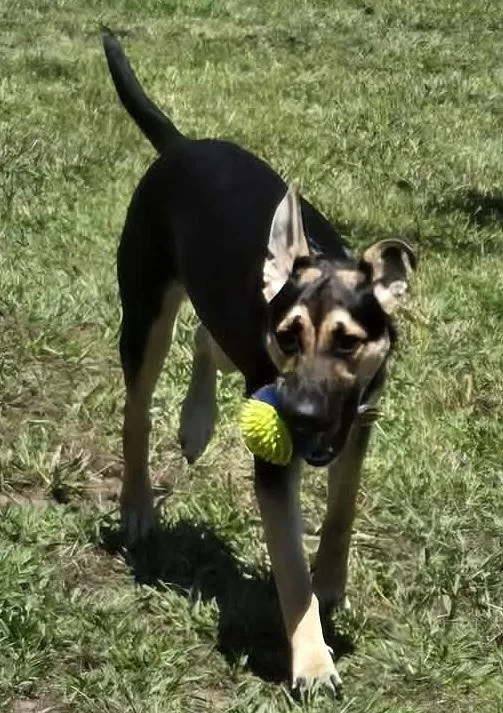 A young medium-sized female Brown / Chocolate Pumi dog named Jasmine for adoption in Plymouth, MN