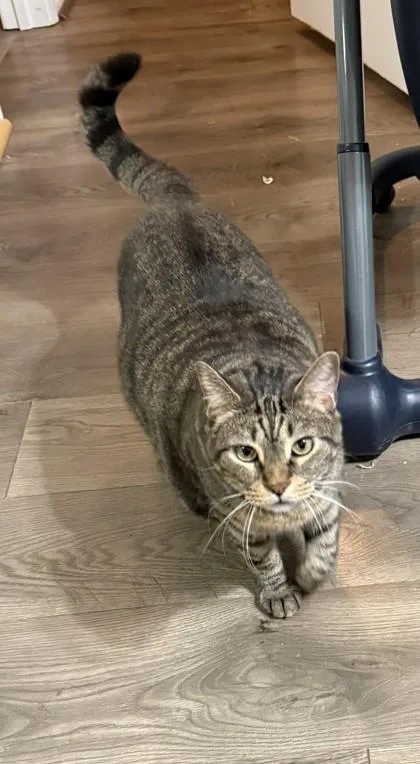 An adult large-sized female Domestic Short Hair cat named Lu for adoption in Fairfax, VA