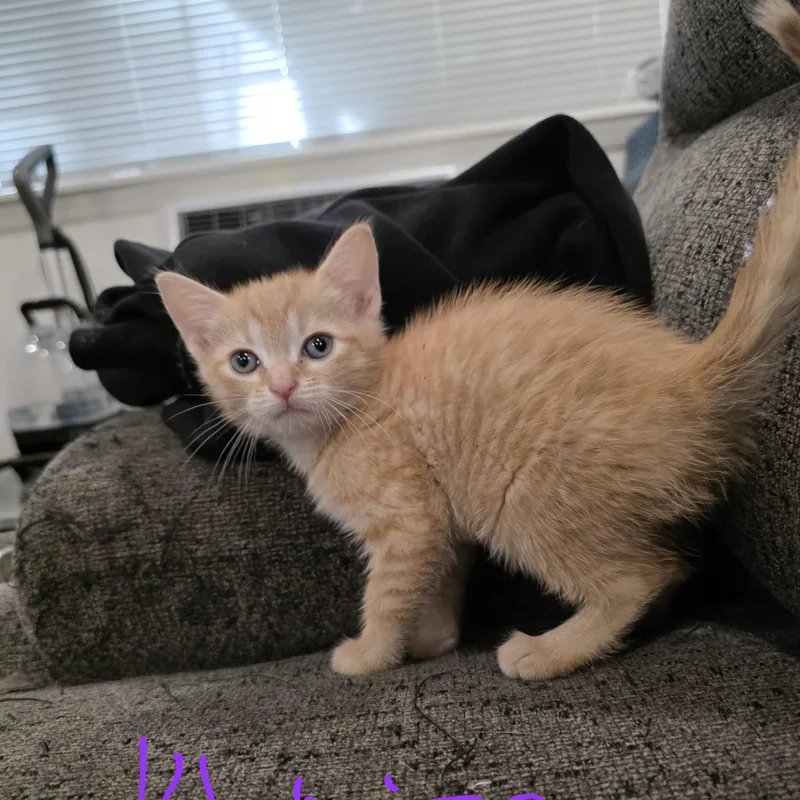 A baby medium-sized female Tabby (Orange / Red) Domestic Short Hair cat named Khalisi for adoption in Moriches, NY