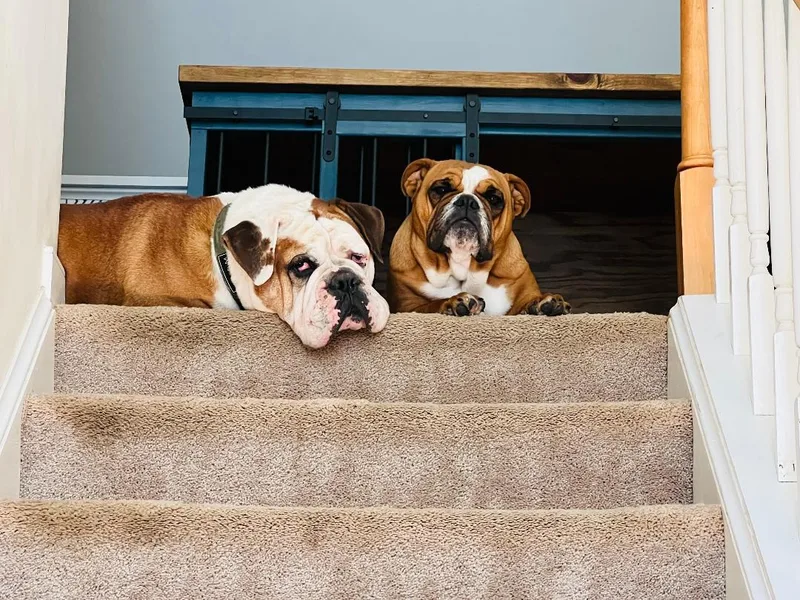 An adult medium-sized female English Bulldog dog named Cookie & Bruno for adoption in Belmar, NJ
