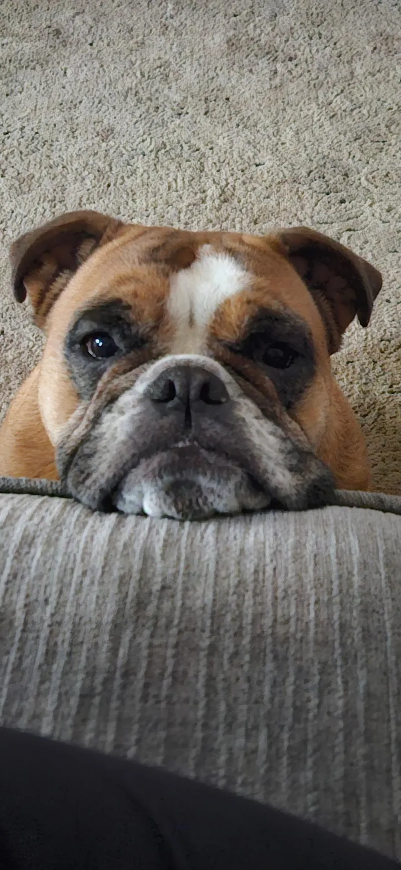 Cookie & Bruno thumbnail 3